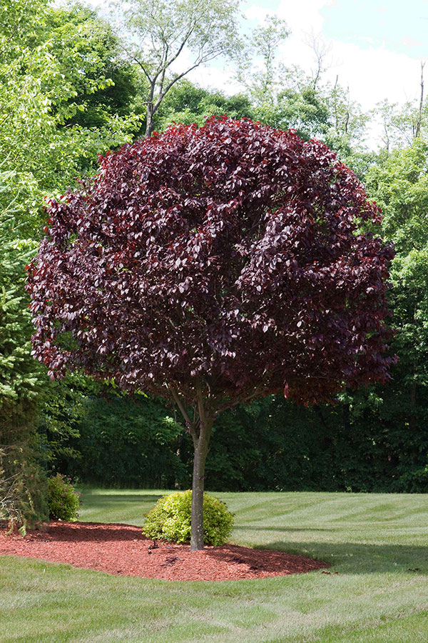 Purple Plum Small
