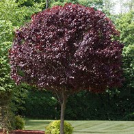 Purple Plum Small